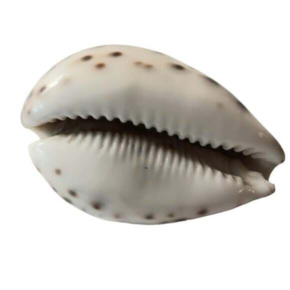 Cypraea Tigris Cowrie Shell 3"x 2" Beach Crafts Cottage Ocean Decor Sea Shell - Picture 8 of 11